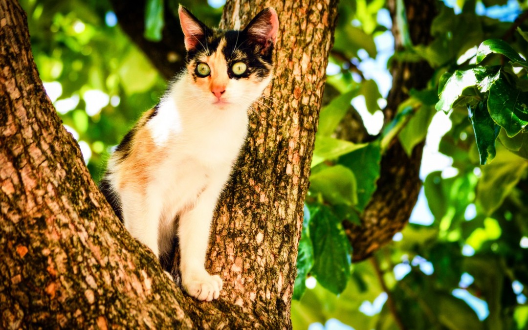Why Cats Want To Sit Up High